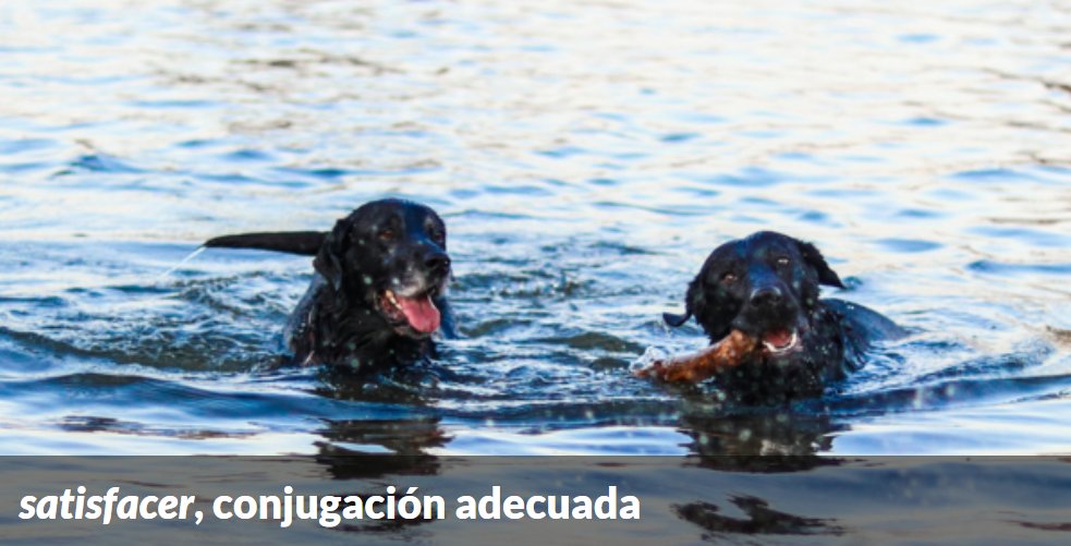 El verbo «satisfacer» es irregular y se conjuga como «hacer». #recoFundéu

❌ satisfací, satisfaciera, satisfacería, satisfacerá
✅ satisfice, satisficiera, satisfaría, satisfará

fundeu.es/recomendacion/…
