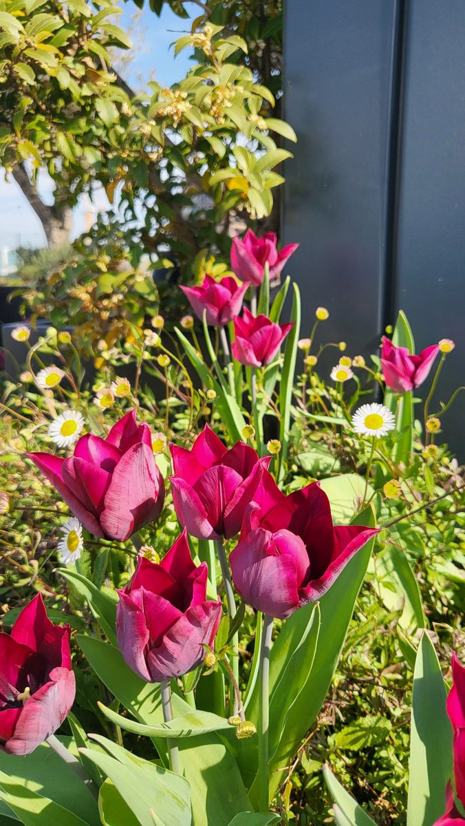 MeristemDesign's tweet image. Sunshine. Blossoms. Spring vibes in London are in full effect 🌼☀️
#SpringVibes #GreenerCities #UrbanNature #LondonGreenery
