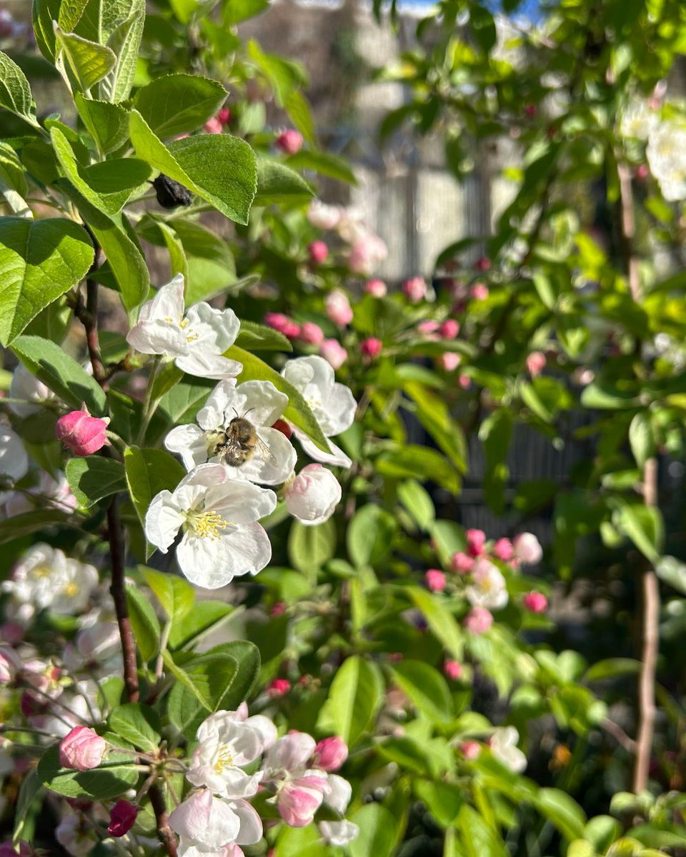 MeristemDesign's tweet image. Sunshine. Blossoms. Spring vibes in London are in full effect 🌼☀️
#SpringVibes #GreenerCities #UrbanNature #LondonGreenery