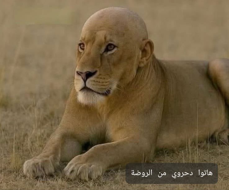 متقاعد 🤣