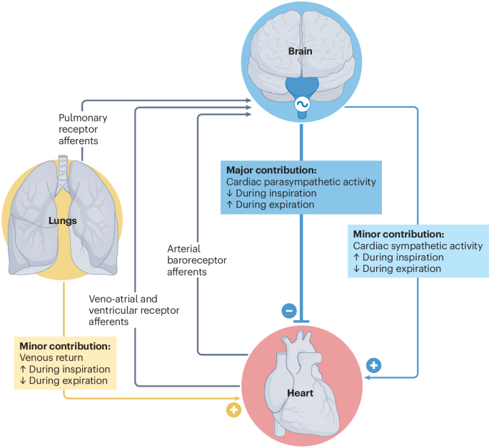 New online!  Redefining respiratory sinus arrhythmia as respiratory heart rate variability: an international Expert Recommendation for terminological clarity nature.com/articles/s4156…