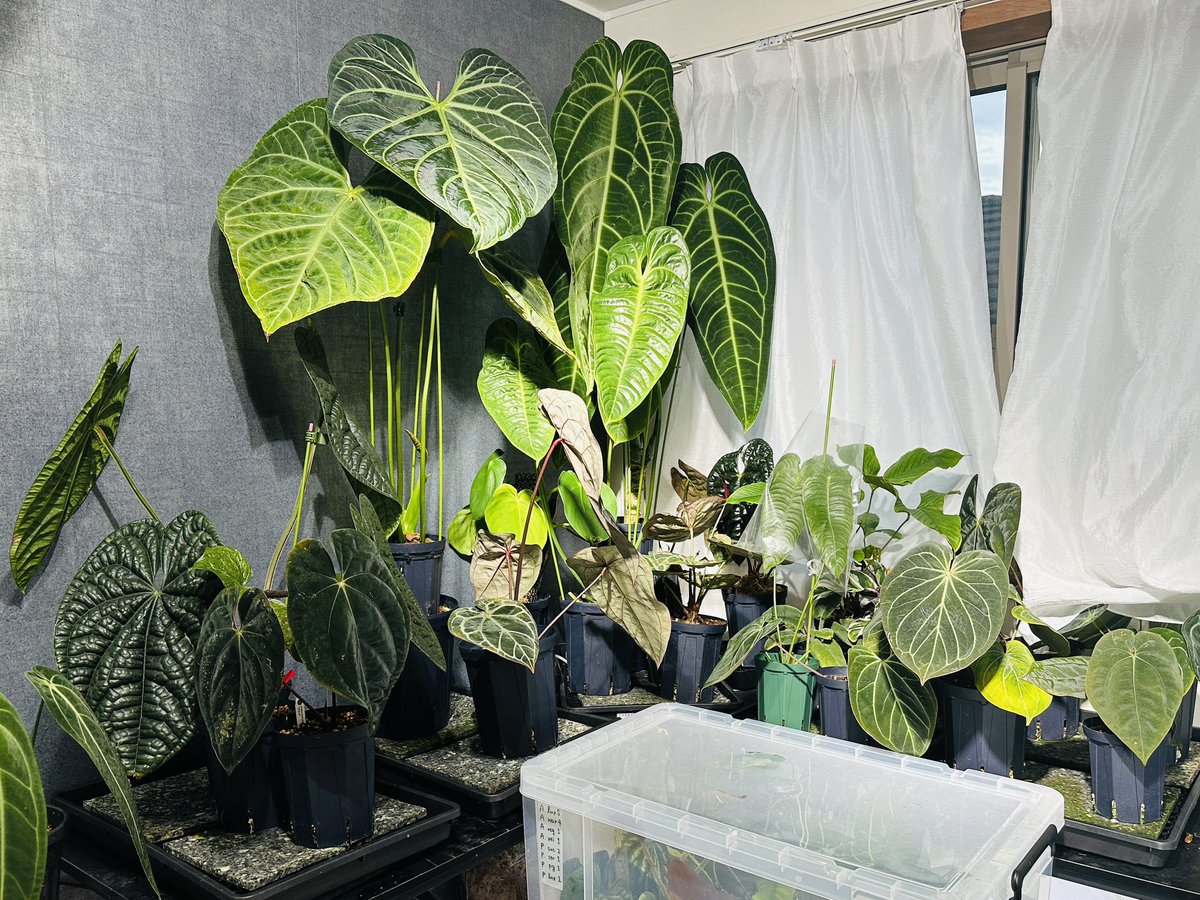 来年までに植物販売の利益を安定させて、赤字なく植物育成用アパート契約するのが目標😊

植物育成用に部屋を借りたい方とか、居ないのだろうか？共同で借りられれば、実現可能性が高まるのだけれど🧐