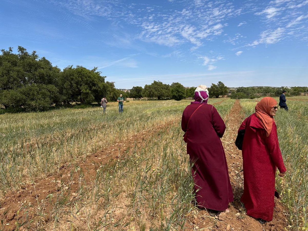 "This two rowed barley🌾is good for "Dchicha🥣" and will yield more" "This durum line has large grains also will feed my animals🐄!" What an exciting visit! farmers 👩🏻‍🌾👨🏻‍🌾men and women showing their appreciation and their preferred lines <a href="/ICARDA/">ICARDA</a> <a href="/CropTrust/">The Crop Trust</a> <a href="/fillobax/">Filippo Bassi</a> <a href="/Miguel_ICARDA/">Miguel Sanchez-Garcia</a>