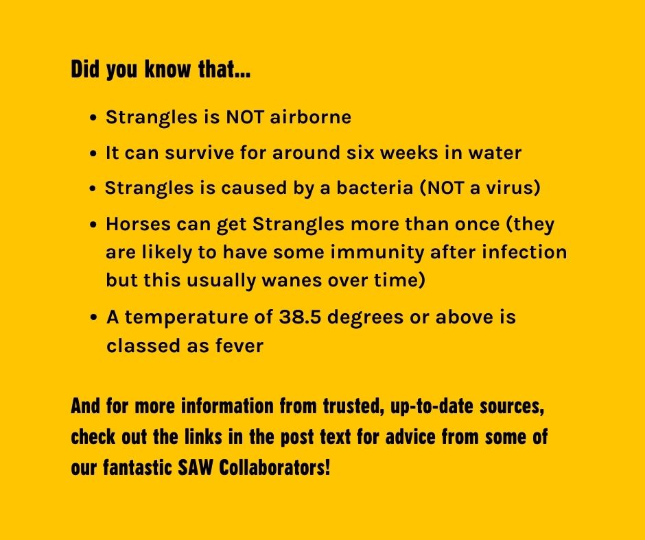 NationalEWC's tweet image. Strangles is one of the most misunderstood equine diseases 🐴

By following #StranglesAwarenessWeek, you're getting trusted info that could help protect your horse

Resources from #SAW25 collaborators are linked here 👉 linktr.ee/nationalewc