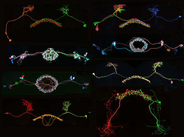 Biomedical Picture of the Day BPoD (@bpod_s) on Twitter photo Sleeper Cells: Cell type-specific genetic tools to functionally dissect fly brain's central complex. Cell types involved in sleep & circadian clock identified.
📷 Tanya Wolff et al <a href="/HHMIJanelia/">HHMI | Janelia</a> in <a href="/eLife/">eLife - the journal</a>
➡️ bpod.org.uk/archive/2025/5… Sleeper Cells: Cell type-specific genetic tools to functionally dissect fly brain's central complex. Cell types involved in sleep & circadian clock identified.
📷 Tanya Wolff et al <a href="/HHMIJanelia/">HHMI | Janelia</a> in <a href="/eLife/">eLife - the journal</a>
➡️ bpod.org.uk/archive/2025/5…