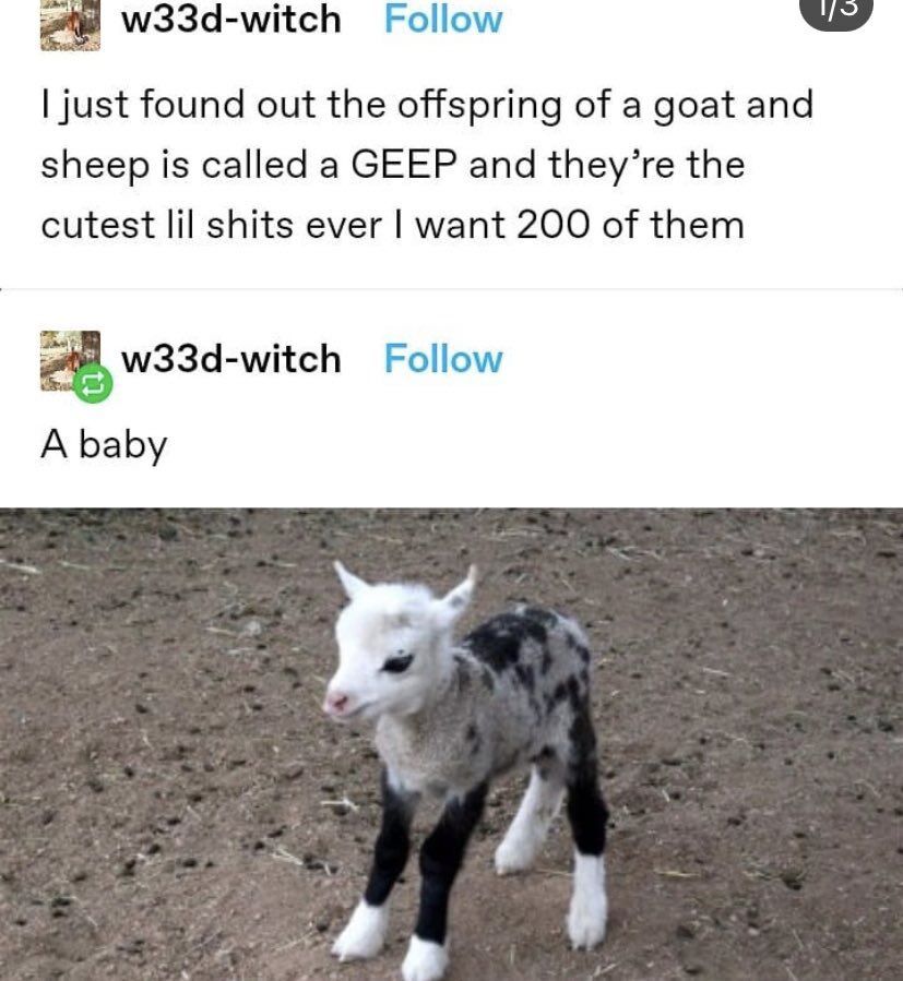 WholesomeMemes (@wholesomememe) on Twitter photo 