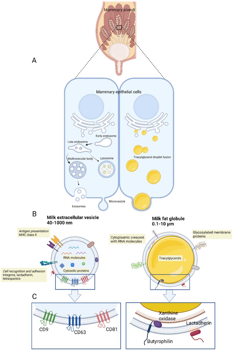 🆕New in #JExBio🆕Industrial scale production and characterization of a whey fraction enriched in extracellular vesicle material isevjournals.onlinelibrary.wiley.com/doi/10.1002/je…