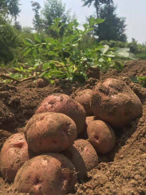 jcniyomugabo's tweet photo. Irish potatoes are more than just food in Rwanda—
They are life,
business,
and opportunity.

From the hills of Musanze to the cool climate of Nyabihu,
Irish potatoes grow strong and feed millions.

Walk through these areas and you’ll see them everywhere—
Green fields stretching across valleys,
Farmers harvesting with hands full of hope,
Sacks of potatoes lined up by the roadside,
Waiting for market.

Irish potatoes are a staple in many Rwandan homes.
Boiled, fried, mashed—served at weddings, restaurants, and street food stands.

But for farmers?
Potatoes are income.
They pay school fees.
They build houses.
They create jobs.

One hectare of well-managed Irish potatoes can produce up to 25–30 tons.
But here’s the challenge—
Not every farmer reaches that yield.

Why?
Because of limited access to improved seeds.
Because of poor storage.
Because of price fluctuations when everyone harvests at the same time.
Because of a lack of value addition.

That’s where change is needed.

We need:
1. Quality seed distribution
2. Farmer training on disease and pest control
3. Access to storage facilities to prevent post-harvest losses
4. Processing industries to make chips, crisps, and packaged products
5. Digital tools to track prices and link farmers to buyers

I’ve visited farms where potatoes rot because the market is flooded.
I’ve seen women walk kilometers carrying heavy sacks with no guaranteed buyers.

This is not a crop problem.
It’s a system problem.

And it can be solved.

If we invest in cold storage in rural areas,
If we encourage youth-led businesses to process and package potatoes,
If we connect farmers to real-time market information through mobile phones—
We will reduce waste,
Increase profits,
And keep more youth in agriculture.

Irish potato farming can be modern.
Mechanized.
Profitable.

I’ve seen cooperatives doing it right—
Organized planting seasons,
Bulk selling,
Collective bargaining.
That’s the future.

Young people, don’t ignore this crop.
It’s not just food.
It’s a full value chain waiting for innovation.

From farm to fork,
From field to factory,
Irish potatoes can drive Rwanda’s rural economy.

And together, we can build a system
Where no farmer watches their hard work go to waste.
Where every harvest brings pride,
And every sack brings profit.

Let’s grow better.
Let’s farm smarter.
Let’s turn Irish potatoes into power.

#TheMugabofarmer
#FeedAfrica
#IrishPotatoesRwanda