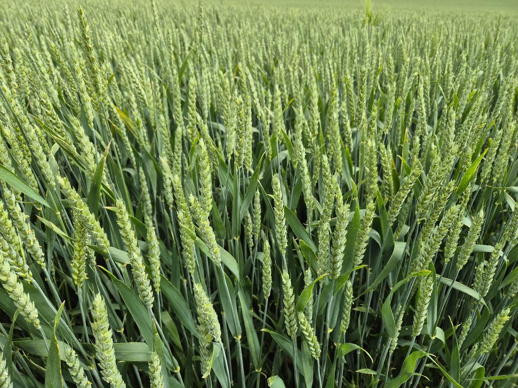 Le Green de #celebrity c est quelque chose 🤩 <a href="/GroupeFDesprez/">Florimond Desprez</a>