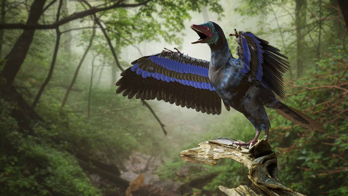 Manuel Hernández Fernández (@hdezfdez) on Twitter photo Macroevolutionary integration underlies limb modularity in the origin of avian flight royalsocietypublishing.org/doi/10.1098/rs…
by <a href="/smnebreda/">Sergio M. Nebreda</a> et al. Macroevolutionary integration underlies limb modularity in the origin of avian flight royalsocietypublishing.org/doi/10.1098/rs…
by <a href="/smnebreda/">Sergio M. Nebreda</a> et al.