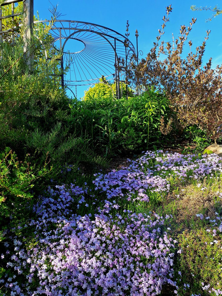 KH82865104's tweet image. Die kleinen Blüher sind mir am liebsten, schade nur, dass das nur wenige Tage im Jahr sind.
#Garten 
#Naturgarten
#Buchsbaum
#Buchsbaumzünsler