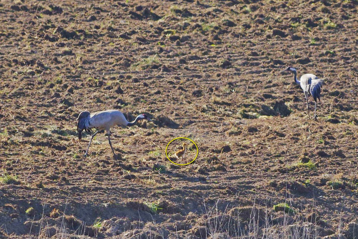 I wisienka na torcie dzisiejszego poranka. Mój pierwszy w tym roku marchwiak, czyli żurawi kurczak.