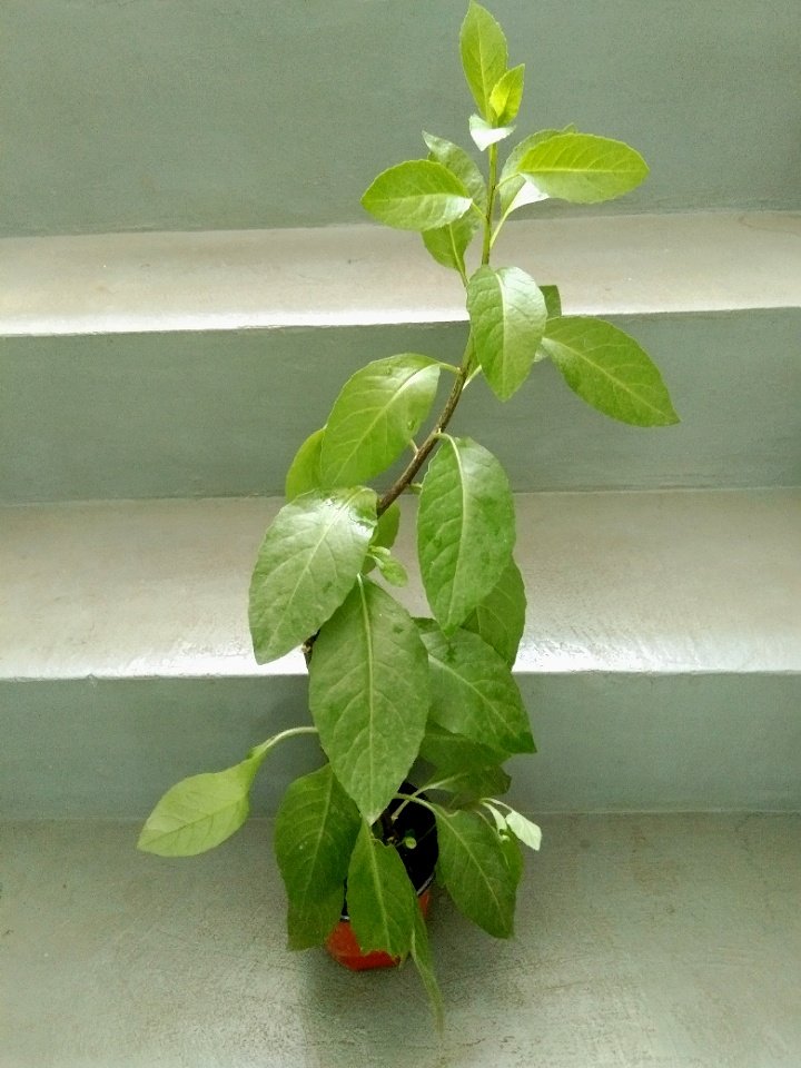 joshcalebgarden's tweet photo. To Kauswagan Cdo City.
#Ashitaba #herbalplantslover https://t.co/2stE9bLY2P