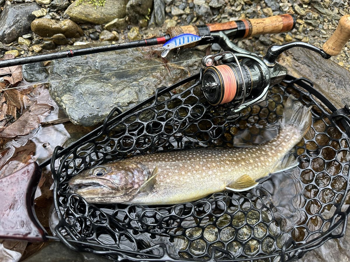 hastleride's tweet photo. 32センチ尺岩魚が釣れてくれました♪

雨の中でしたが、釣れてくれてありがとう👍

#渓流釣り
#マスラオ
#レマーノ
#ブラキストン
#尺岩魚
#カーディフ https://t.co/o6TB10QBzk