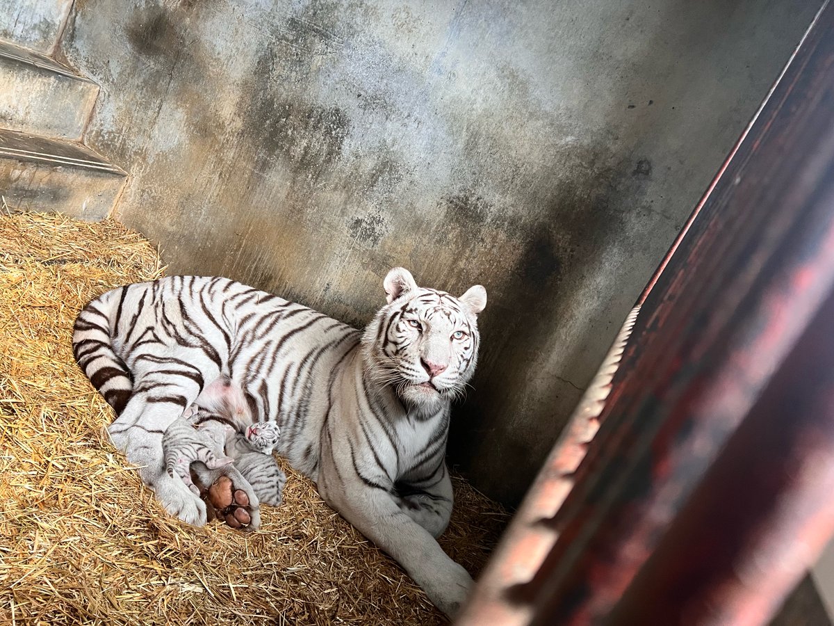 祝・チビとら兄弟ハーフバースデー！！】 2024/11/7に誕生したチビとら