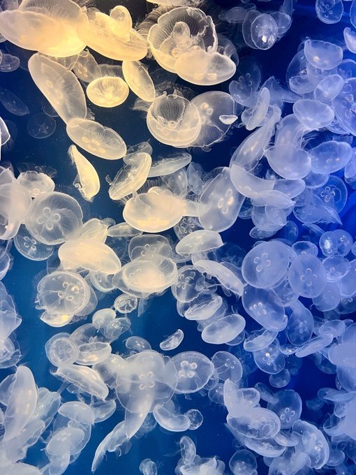 Twitterのコスプレ画像14