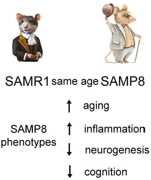 Senescence accelerated mouse-prone 8: a model of neuroinflammation and aging with features of sporadic Alzheimer’s disease
doi.org/10.1093/stmcls…