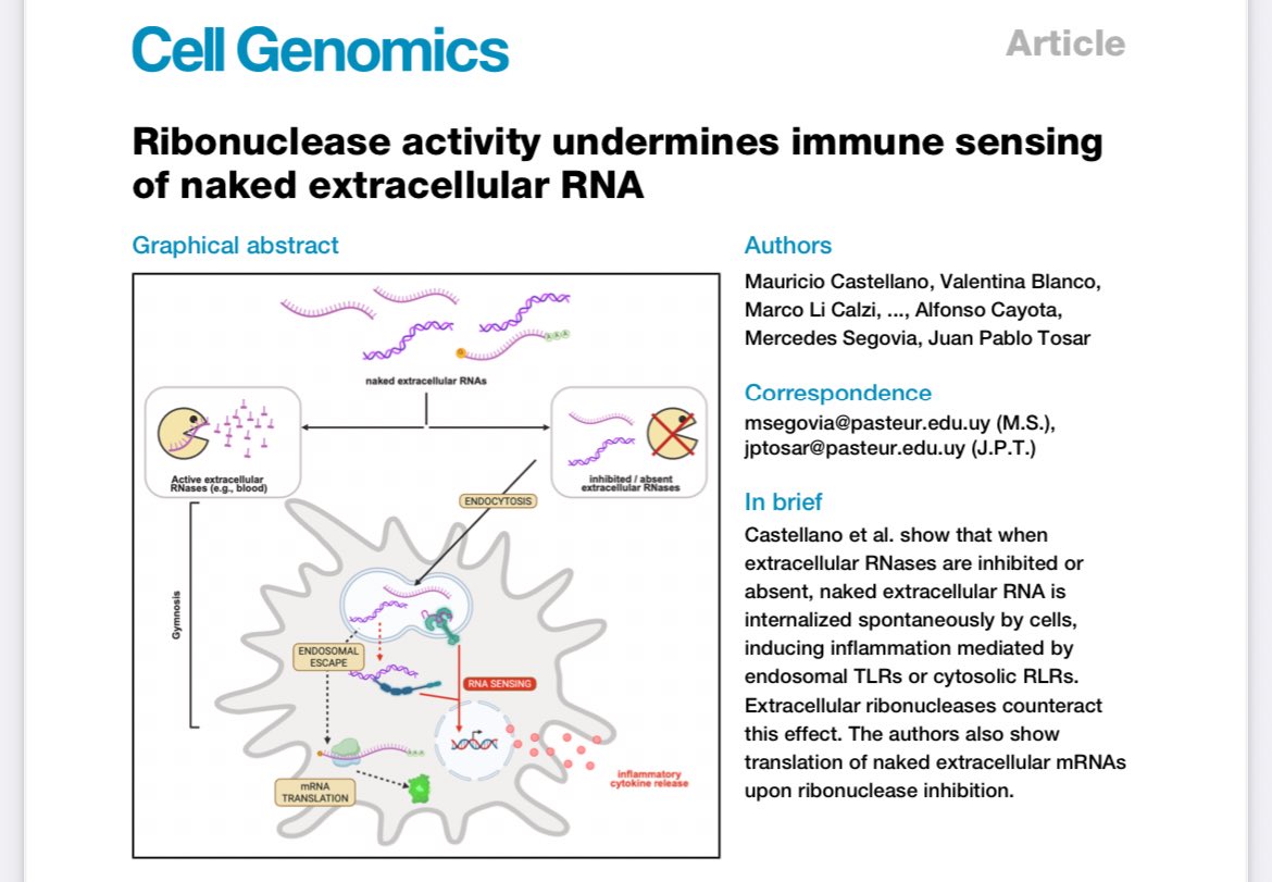 Juan Pablo Tosar (@jptosar) on Twitter photo Now published at <a href="/CellGenomics/">Cell Genomics</a>! Substantial amounts of new data added from the preprint version (thank you Editor and reviewers!). But the thread below still works.
TL/DR: naked RNA can enter cells & cells respond. RNases in the blood prevent that.
cell.com/cell-genomics/… Now published at <a href="/CellGenomics/">Cell Genomics</a>! Substantial amounts of new data added from the preprint version (thank you Editor and reviewers!). But the thread below still works.
TL/DR: naked RNA can enter cells & cells respond. RNases in the blood prevent that.
cell.com/cell-genomics/…