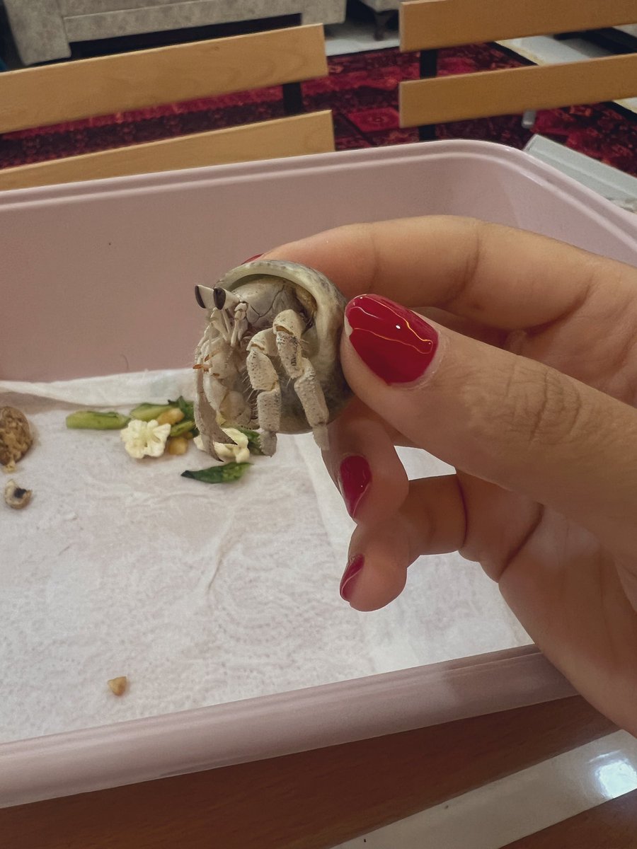 penihasaDream's tweet photo. اون شب این طفلکی سوار ماشینمون شد اومد باهامون تا خونه، سعی کردم تا دفعه بعدی که می‌رم دریا زنده نگهش دارم اما اطلاعات خاصی هم درموردش ندارم. مرغ و سبزیجات و آب گذاشتم براش اما چیزی نمی‌خوره😭 https://t.co/r0oUfvx4rN