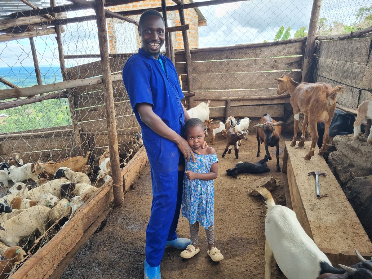 So my 18 acre goat farm is on a very steep hill and I want to maximise it...maybe 300 goats or more. 
I plan on zero grazing the goats and I have started planting grasses on the far ends towards this goal. 
These donkeys will help with carrying the grasses for hay and silage