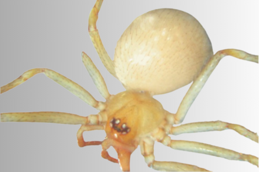 La <a href="/urjc/">URJC</a> colidera un estudio sobre la fauna arácnida de los ecosistemas subterráneos de Carmona, Sevilla.

Los resultados revelan la presencia de una especie exótica de araña asiática, cuya expansión a escala mundial se ha acelerado en la última década.

urjc.es/todas-las-noti…