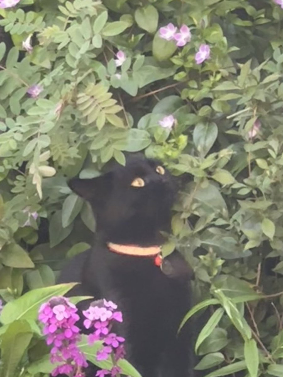 No, bald 👨‍🦲 one pawpurrazzi.  I will not interrupt my #Hedgewatch to smile for the camera.  I’m too busy #sniffinislivin.  There are lots of insects to chase in the garden today.  I do love the jeopardy of chasing bees 🐝 😹😹 #CatsOfX #CatsOfTwitter