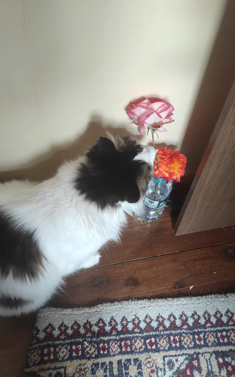 annim bahceden gul almic inceliom 🕵️‍♀️