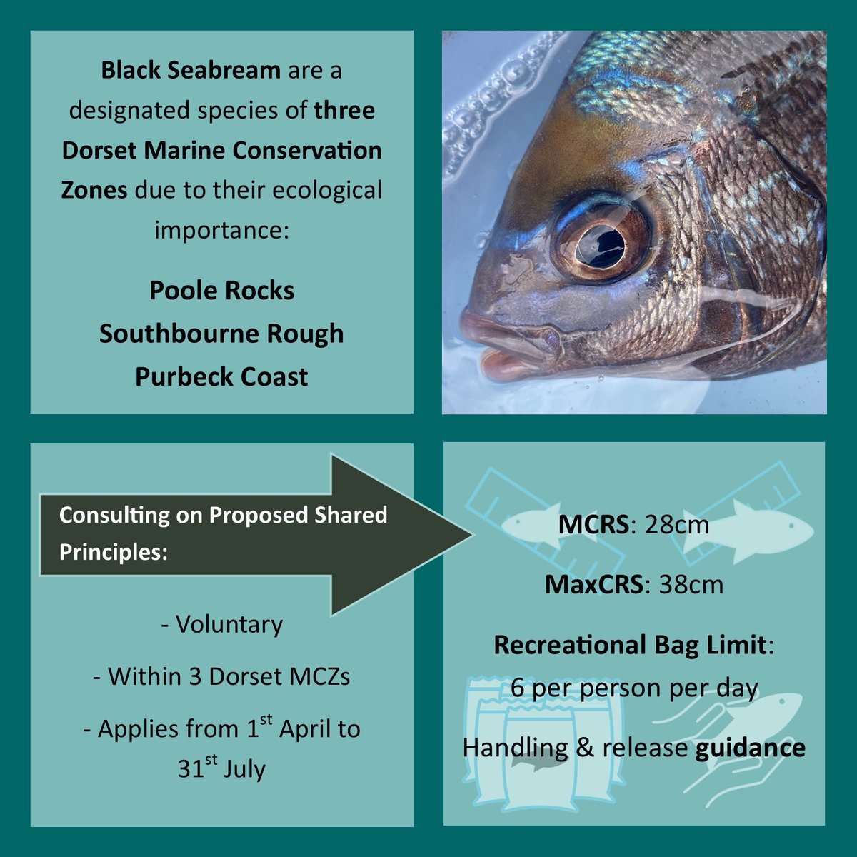 SouthernIFCA's tweet image. Live Consultation: Southern IFCA are seeking views on proposed Shared Principles for black seabream in 3 Dorset MCZs.
Consultation period: 6th May to 22nd June 2025
See our website southern-ifca.gov.uk/live-consultat… for more details and how to take part.