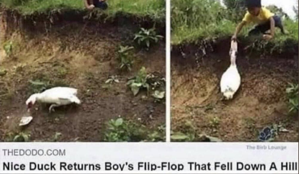WholesomeMemes (@wholesomememe) on Twitter photo 