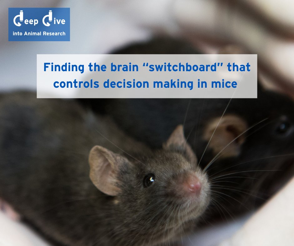 In a recent poll, you asked us to Deep Dive into the animal research behind the newly identified brain circuits that control decision making.  Head on to our website to read the full article : understandinganimalresearch.org.uk/news/animal-re… 

Animals involved : mice