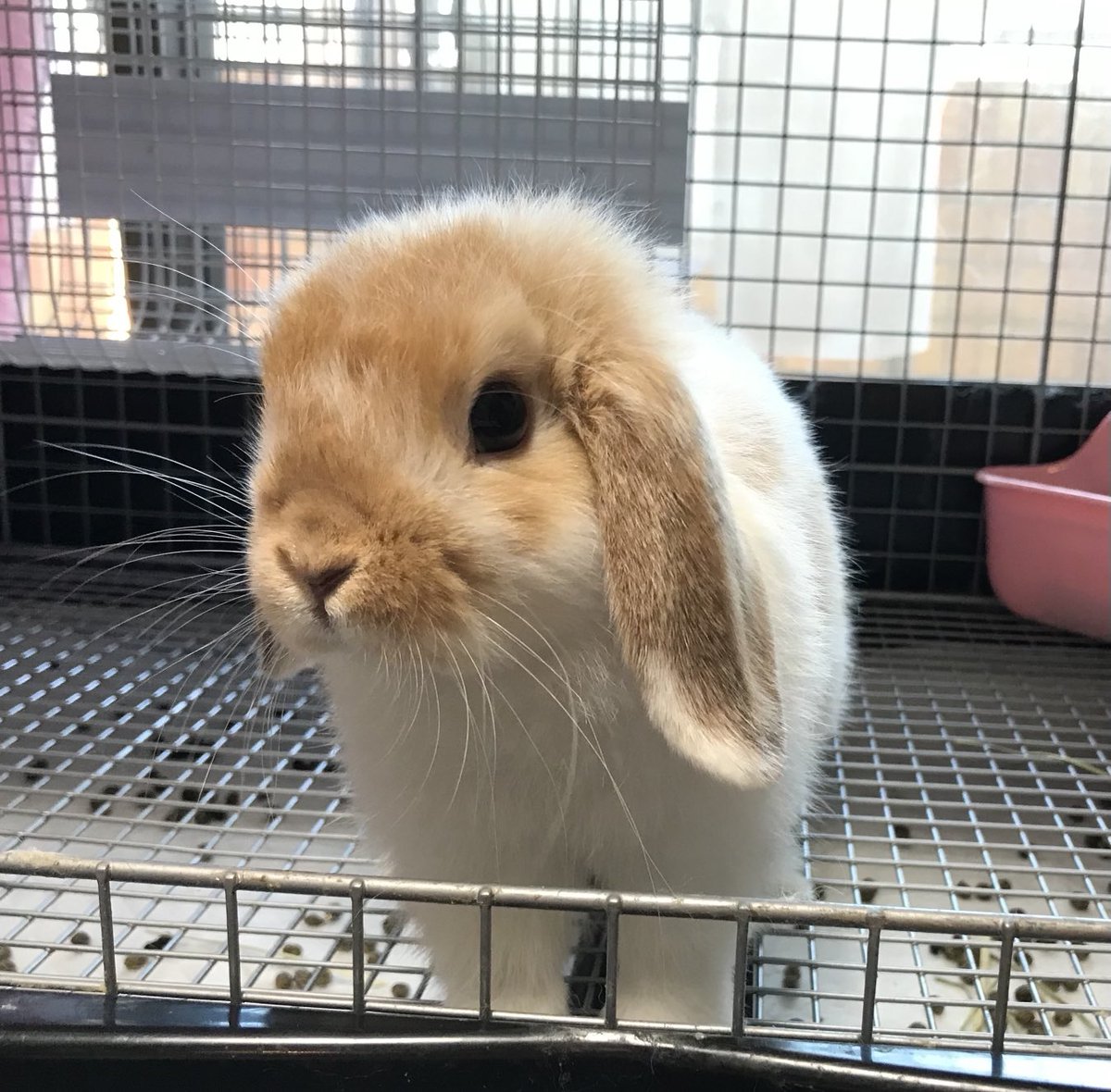🐰ぼく、あと1週間で2歳のお誕生日🎂だよ😊
これ、おうち🏠に来たばかりのぼく💕