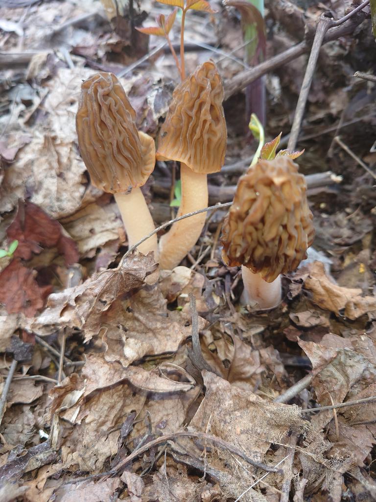 オオズキンカンムリタケ🍄
アミガサタケよりも見つけづらいとされていて食用価値が高いと、されてるけど　なんと！大量にあった！！

バターで炒めて醤油かけて食べたけど美味しかった😋
