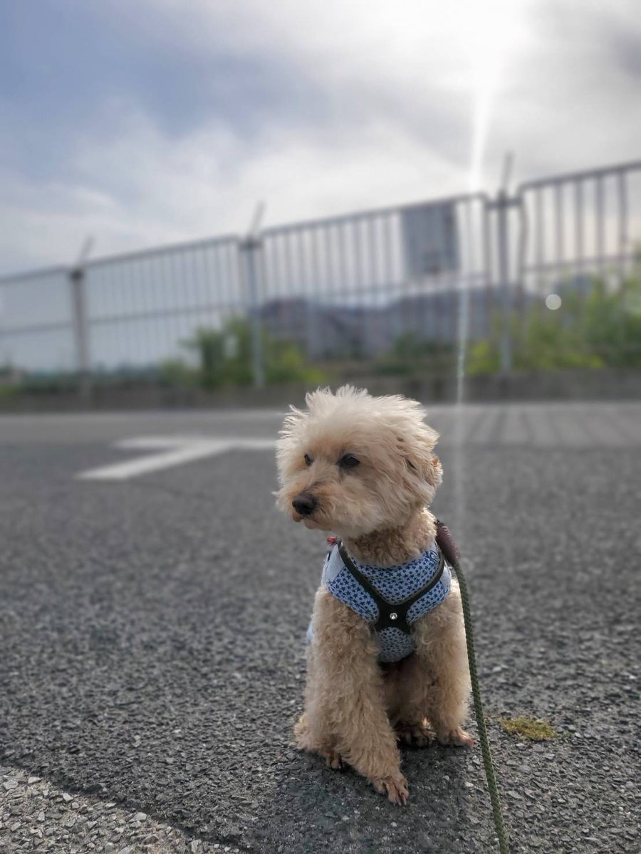 raisin0209's tweet photo. レーズン君🐶
今日のパトロール🐾
なんか知らんけど　初夏近いんか https://t.co/LpQ8pupTnr