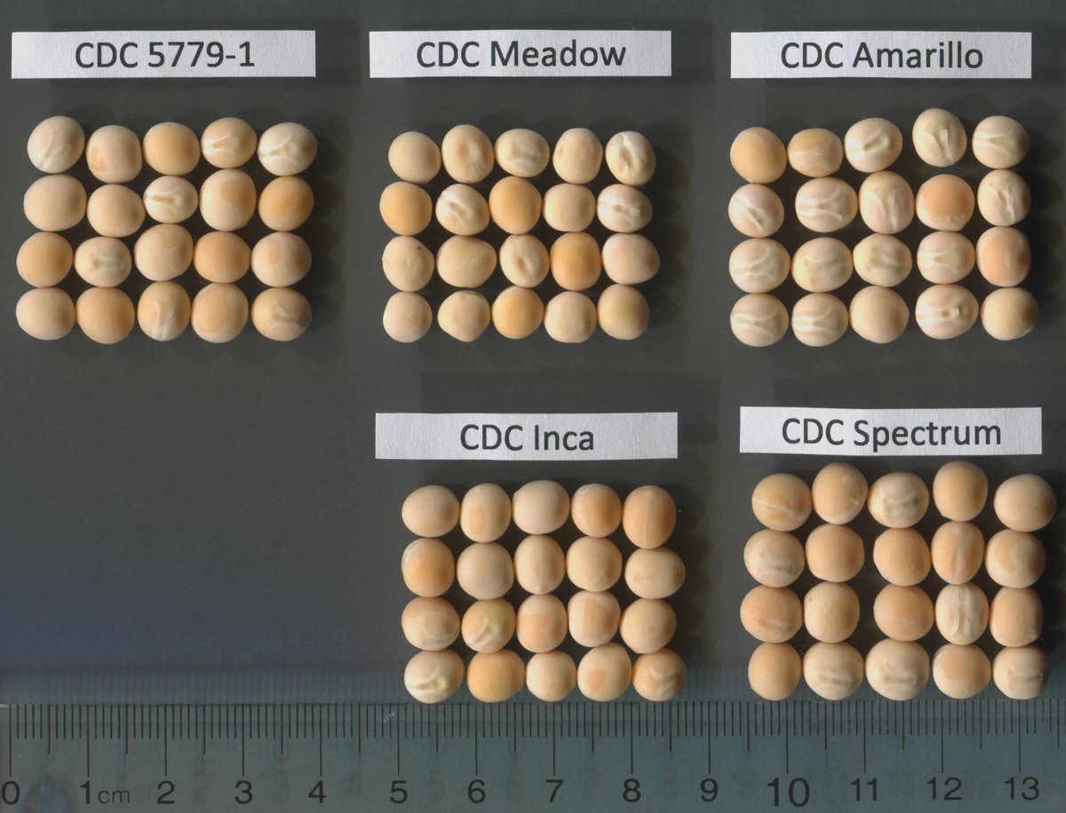 PeaSoybean USask (@peasoybeanusask) on Twitter photo Breeding improved pea cultivars for western Canada is what we do. Meet CDC Boundless, a yellow cotyledon field pea cultivar, released in 2023 by the <a href="/CDC_USask/">Crop Development Centre - USask</a>
, for market representation by SeCan Association.
<a href="/tom_warken40864/">Tom Warkentin</a> <a href="/agbiousask/">USask AgBio</a>
doi.org/10.1139/cjps-2… Breeding improved pea cultivars for western Canada is what we do. Meet CDC Boundless, a yellow cotyledon field pea cultivar, released in 2023 by the <a href="/CDC_USask/">Crop Development Centre - USask</a>
, for market representation by SeCan Association.
<a href="/tom_warken40864/">Tom Warkentin</a> <a href="/agbiousask/">USask AgBio</a>
doi.org/10.1139/cjps-2…