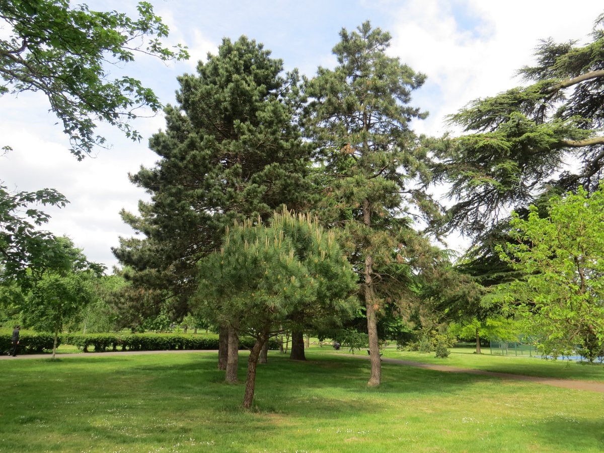 hyperiawanders's tweet photo. Bruce Castle Park https://t.co/rF0BJk7Uee