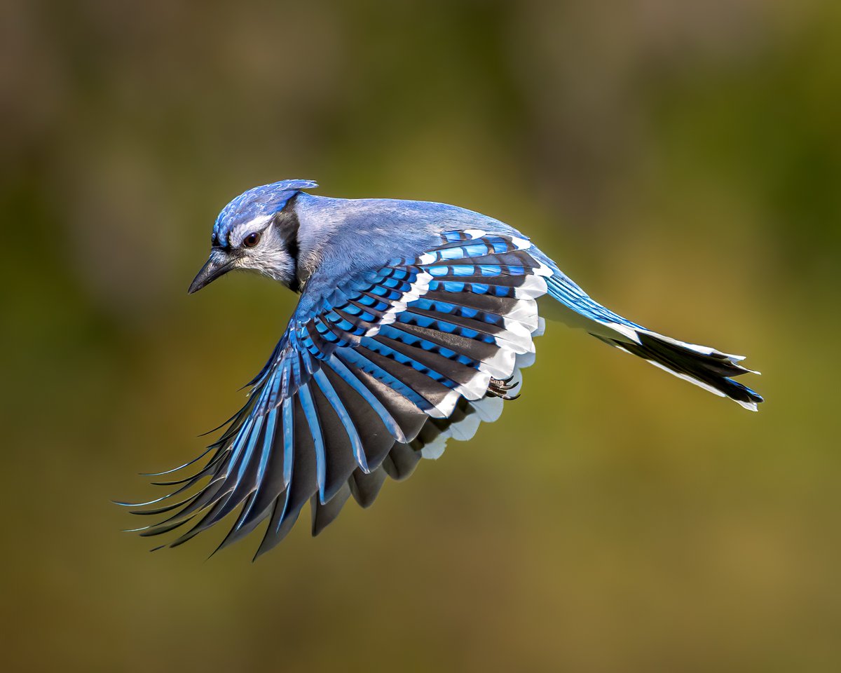Deep blues 💙

📸: Tim Harding

#bluejay #birdwatching #birds #wildlife