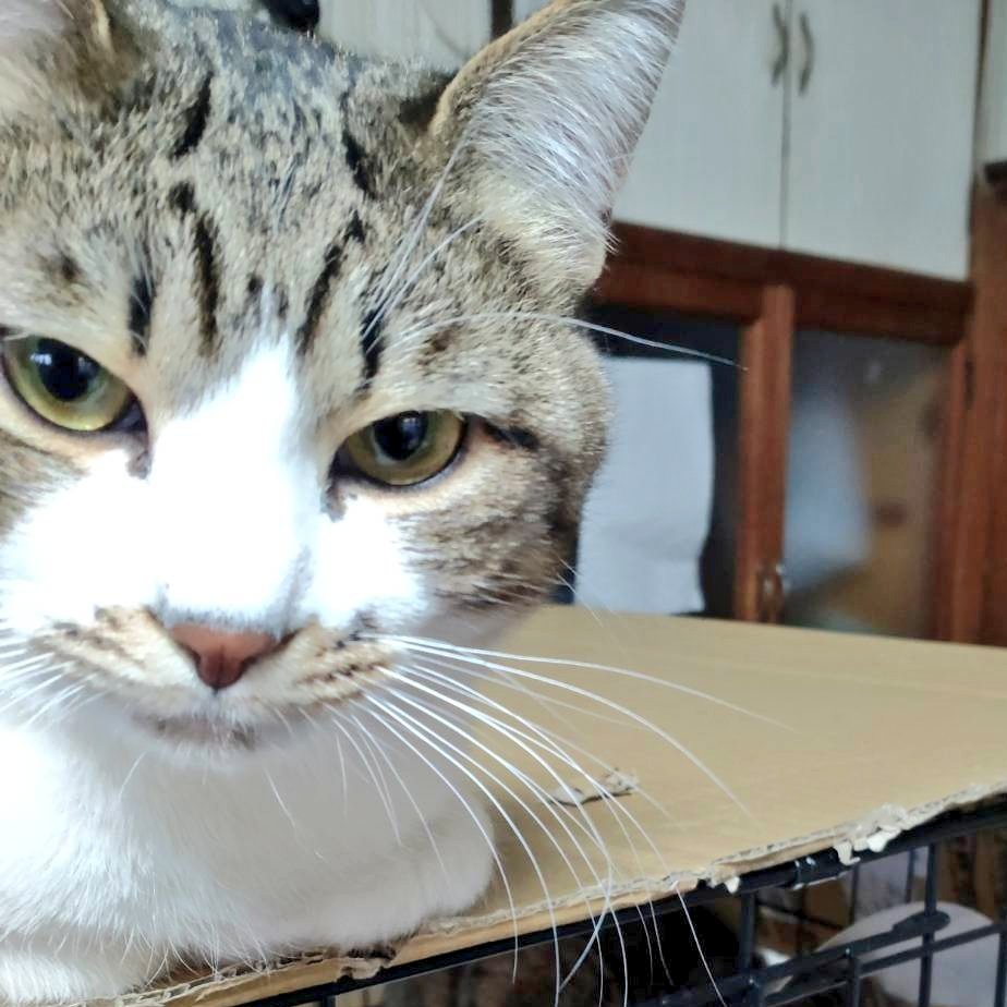 SeTokun111's tweet photo. 今日も身内が付近を探す予定です　SNSが苦手な身内の代わりに情報収集しています🙇
セトくんは初対面の方には臆病なので最初から捕まえに行くとより遠くに逃げてしまう恐れがあります
もし見かけたら人間を警戒している状態なのかどうか、どこにいたかなど教えてくださると幸いです
#拡散希望
#福山市 https://t.co/amdTrlAPSl