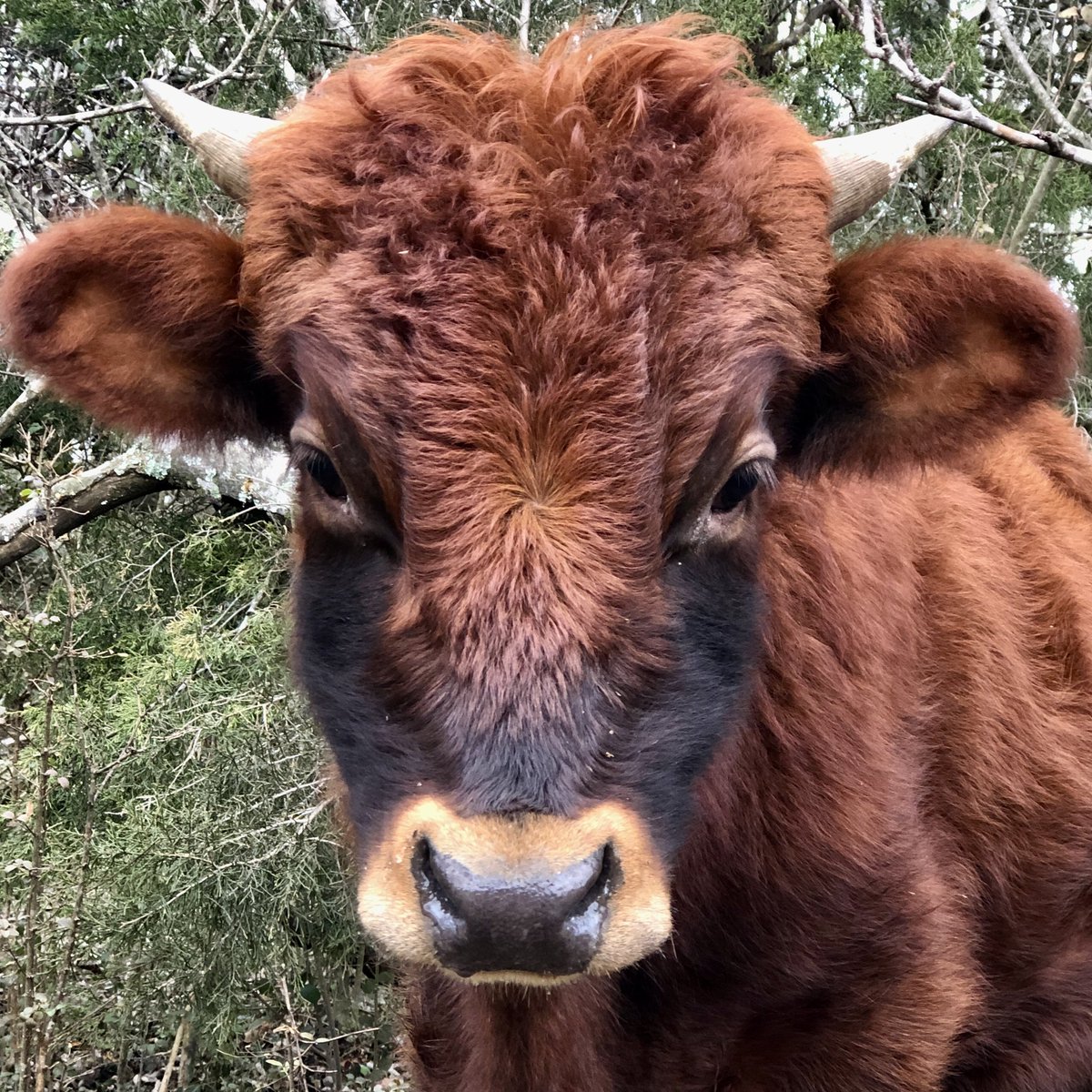 What is happening?

My next door neighbor has a small herd of cows. My neighbor on the other side, a chicken farmer, has a sizable herd of cows. The city manager has cows. The electrical inspector that came over yesterday has 60+ cows.

Something happened to me, and I woke up in
