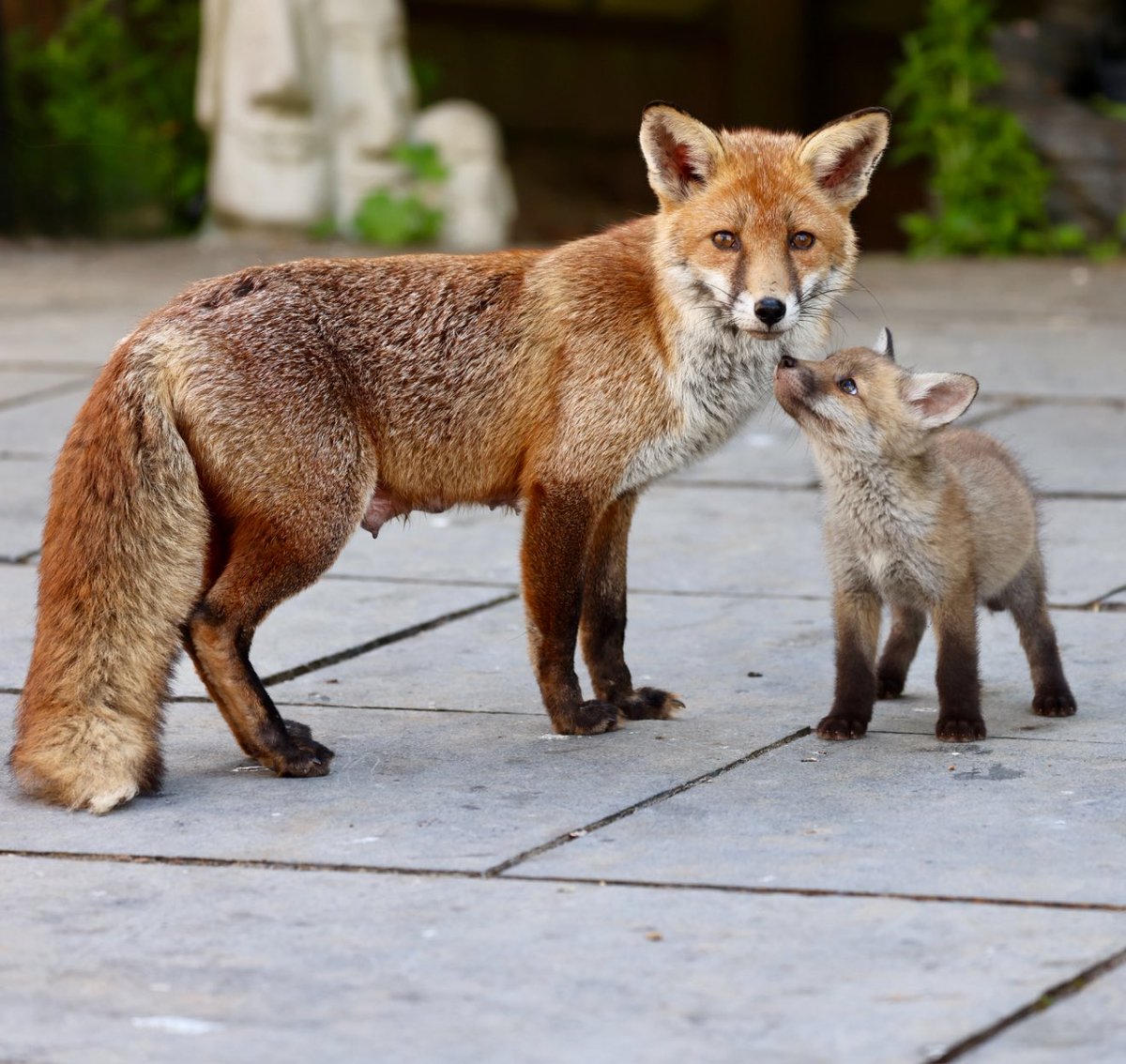 GP_wildlife's tweet image. Mum with one of her cubs #photooftheday #redfox #fäks #foxlovers #wildlifephotography #TwitterNatureCommunity #NaturePhotography #FoxOfTheDay #foxes #fuch #urbanfox #fuchs #foxlover