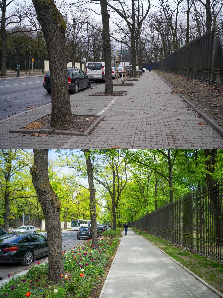 Na Świętojerskiej parkowania na chodnikach nie ma już od lat. Teraz nie ma też po nim śladu. Między drzewami zamiast betonu - tulipany, niezapominajki, nowy żywopłot i ogrody deszczowe. W pakiecie również remont chodnika i przystanku - płyty z lastryko.
ℹ️zdm.waw.pl/ZielonaSwietoj…