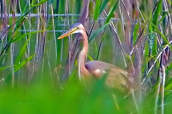 Still images of the 2CY (1st-sum) Purple Heron on Meare Heath this morning: standing tall a jpeg image and side on a video still frame. There should be better than these as others had an expensive camera/lens.