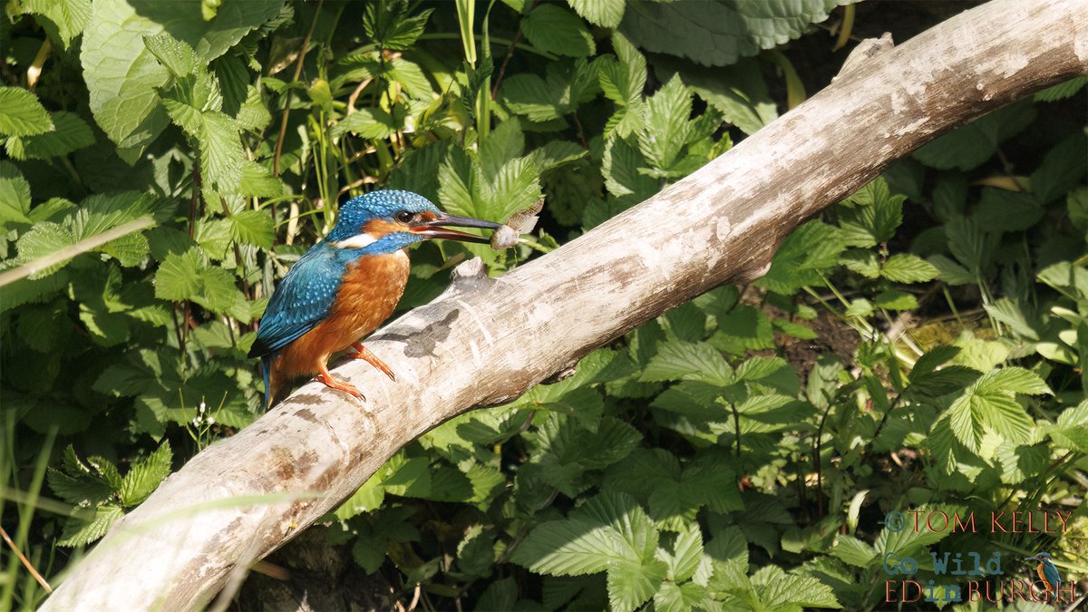 gowildedinburgh's tweet image. Never a dull day on the Water of Leith!
1. Kingfisher with snack 2. Heron gets too close to a moorhen nest 3. Underwater male eider & 4. a herring gull with, what looks like, a very old golf ball!
#waterofleith #Edinburgh #urbanwildlife #wildlife #TwitterNatureCommunity