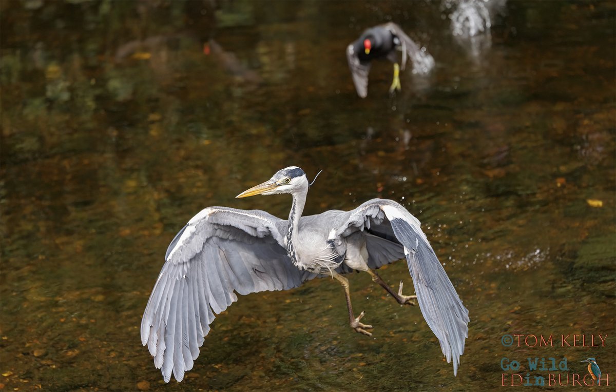 gowildedinburgh's tweet image. Never a dull day on the Water of Leith!
1. Kingfisher with snack 2. Heron gets too close to a moorhen nest 3. Underwater male eider & 4. a herring gull with, what looks like, a very old golf ball!
#waterofleith #Edinburgh #urbanwildlife #wildlife #TwitterNatureCommunity