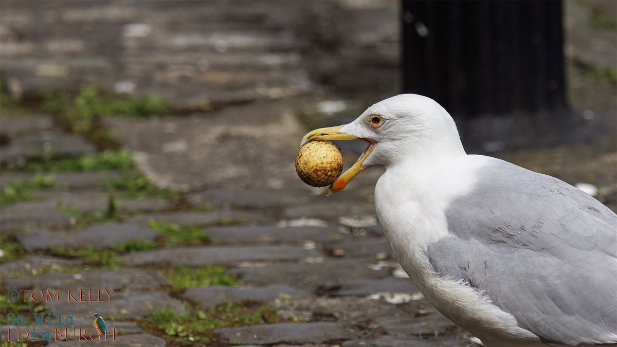 gowildedinburgh's tweet image. Never a dull day on the Water of Leith!
1. Kingfisher with snack 2. Heron gets too close to a moorhen nest 3. Underwater male eider & 4. a herring gull with, what looks like, a very old golf ball!
#waterofleith #Edinburgh #urbanwildlife #wildlife #TwitterNatureCommunity