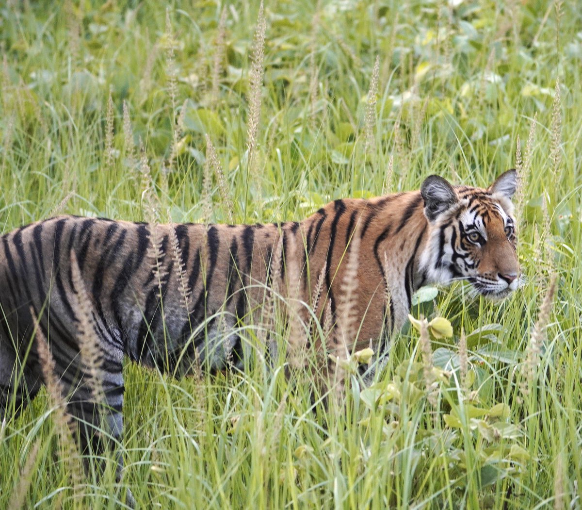Had an unforgettable visit to “The Kishanpur Sanctuary” was thrilled to witness tiger in its  natural habitat ; was extremely lucky  to have caught a glimpse in all three safaris I went on !!!