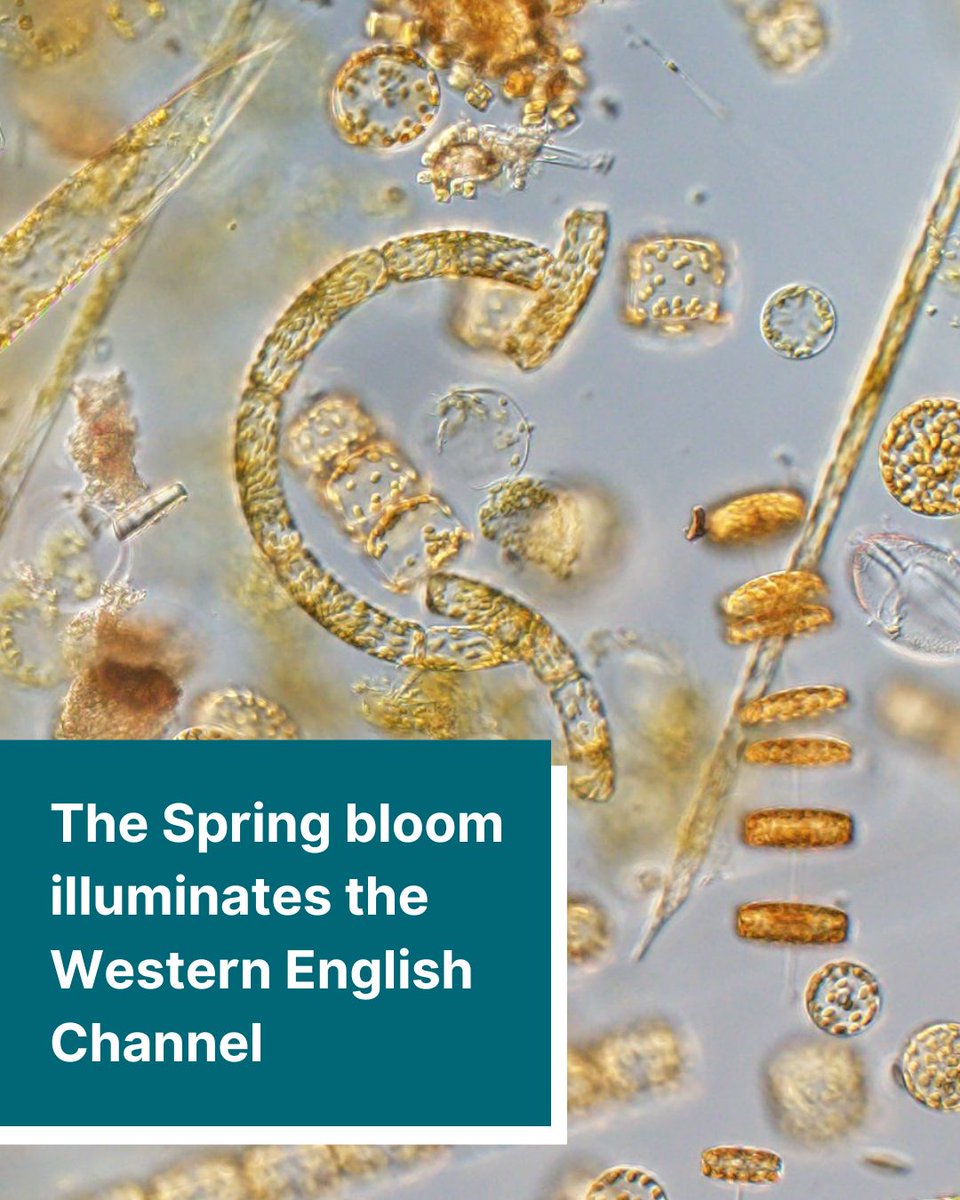 As the #UK enjoys warmer weather &amp; longer days, our scientists are also enjoying seeing the vibrant plankton communities blossom in #UKwaters through the #SpringBloom! Discover the beautiful #plankton imagery, from both under the microscope and from space! pml.ac.uk/news/the-sprin…