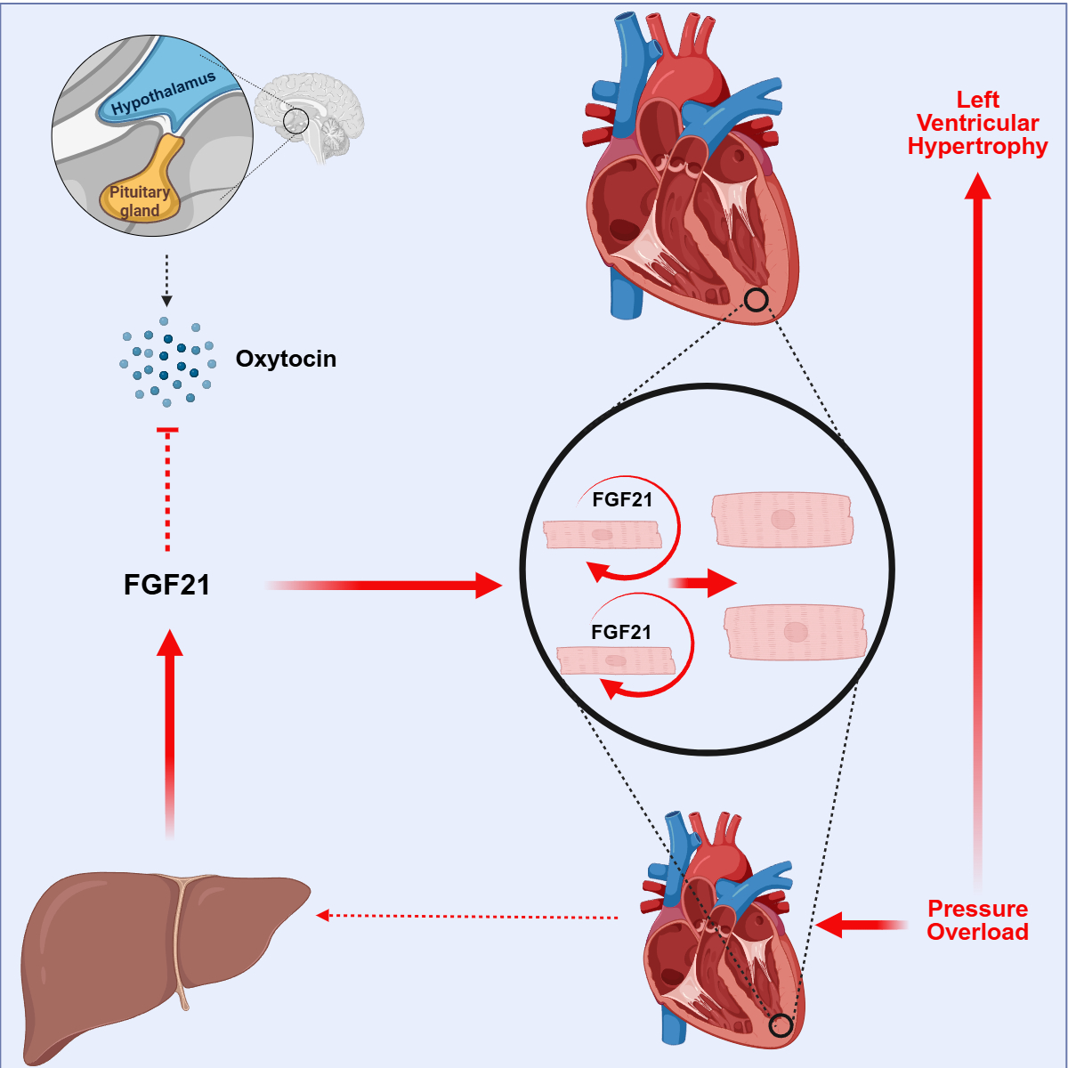 Konstantinos Drosatos (@kdrosato) on Twitter photo Publication of the #DrosatosLab on the role of FGF21 hormone in inducing pathological cardiac hypertrophy.
Cell Reports Medicine
May 7, 2025
cell.com/cell-reports-m…
<a href="/gsiok_/">George Siokatas</a> <a href="/ChaudhuriLab/">Dipayan Chaudhuri</a> <a href="/CatMak23/">Cat Mak</a> <a href="/wallyjoe33/">Wally Koch</a> Publication of the #DrosatosLab on the role of FGF21 hormone in inducing pathological cardiac hypertrophy.
Cell Reports Medicine
May 7, 2025
cell.com/cell-reports-m…
<a href="/gsiok_/">George Siokatas</a> <a href="/ChaudhuriLab/">Dipayan Chaudhuri</a> <a href="/CatMak23/">Cat Mak</a> <a href="/wallyjoe33/">Wally Koch</a>