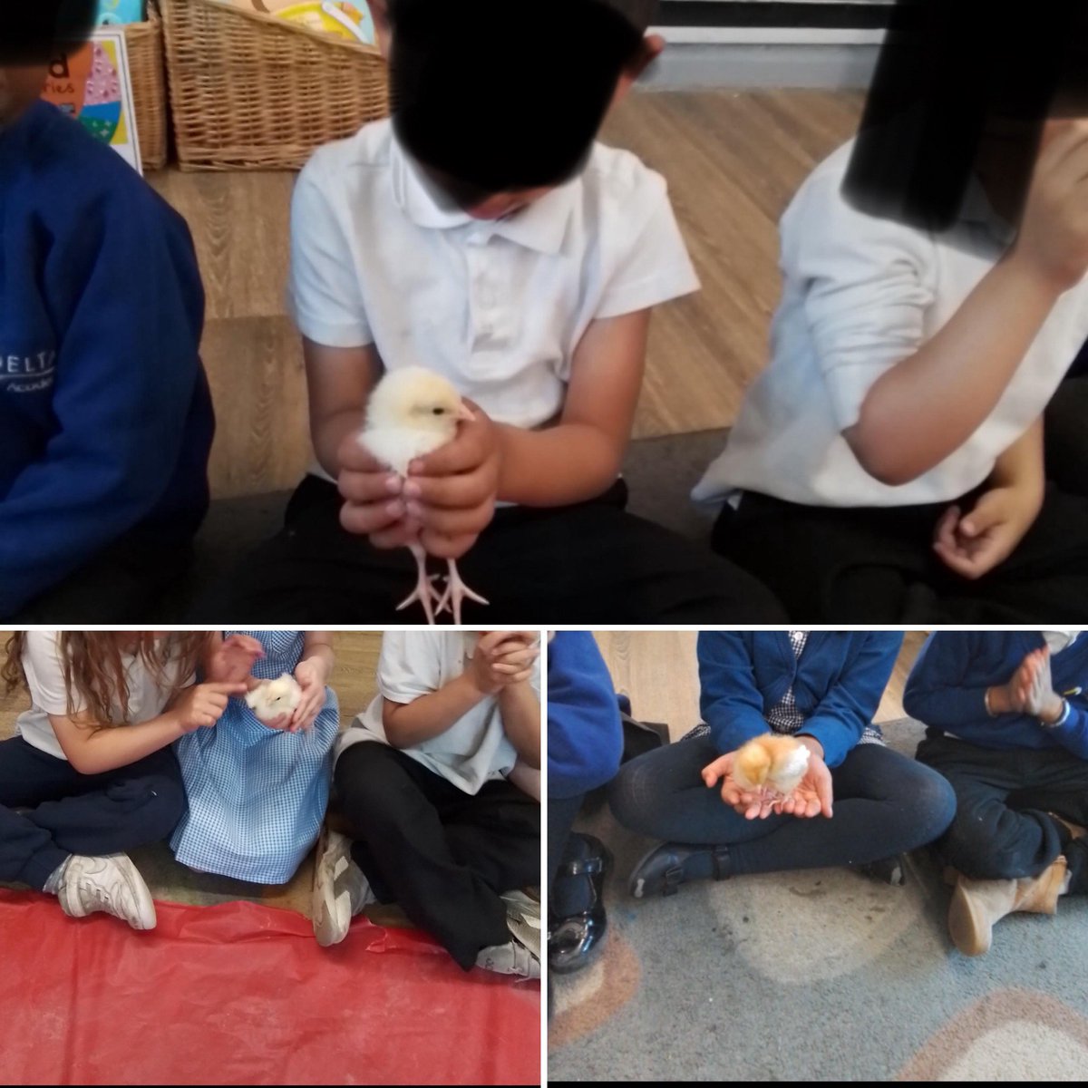 Mrs Jina (@mrsjina2) on Twitter photo Meet the newest addition to our Reception class! Today, we learned about the chicken's life cycle and how to care for the chicks. ๐ฃ๐ฅ
<a href="/DeltaSouthmere/">Southmere Primary Academy</a> <a href="/MrsBinnsSMPA/">Mrs Binns</a> <a href="/GillianDelta/">Gillian Wiles</a>
#DeltaPupils #DeltaStars๐ #EssentialExperiences Meet the newest addition to our Reception class! Today, we learned about the chicken's life cycle and how to care for the chicks. ๐ฃ๐ฅ
<a href="/DeltaSouthmere/">Southmere Primary Academy</a> <a href="/MrsBinnsSMPA/">Mrs Binns</a> <a href="/GillianDelta/">Gillian Wiles</a>
#DeltaPupils #DeltaStars๐ #EssentialExperiences