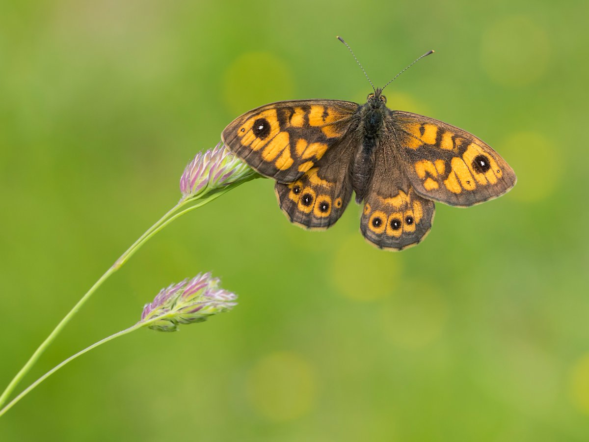 Do more by doing less this @‌love_plants #NoMowMay 🌱🦋

Research shows that long grass can increase butterfly numbers by up to 93%, so step away from the mower and let it grow for nature this summer!

Join the #NoMowMovement 👉 plantlife.org.uk/campaigns/nomo…

📷: Bob Eade