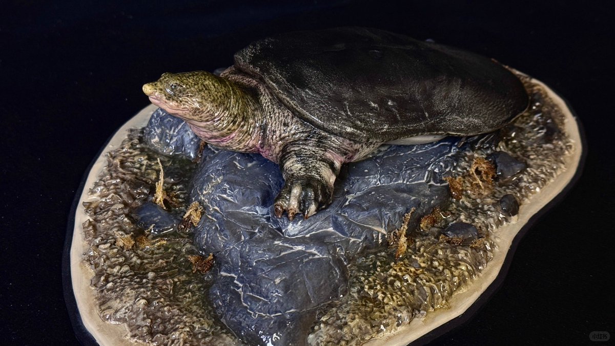 declaystudio's tweet image. Rafetus swinhoei - Hoan Kiem turtle
Scale 1/10
Model sculpted by Hoang Manh Duy
Painted and photographed by Sculpture Revelation
#rafetusswinhoei #declaystudio